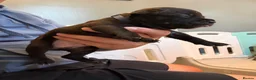 Staffordshire Bull Terrier dogs for sale: 1 GORGEOUS  STAFFORDSHIRE BULL TERRIER PUPPIES - Advert 11