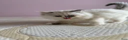 Ragdoll cats for sale: 2 GCCF Registered Ragdoll Kittens – Champion Lines - Advert 5