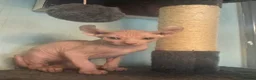 Sphynx cats for sale: Last unique split face girl with elf ears!💛 - Advert 8