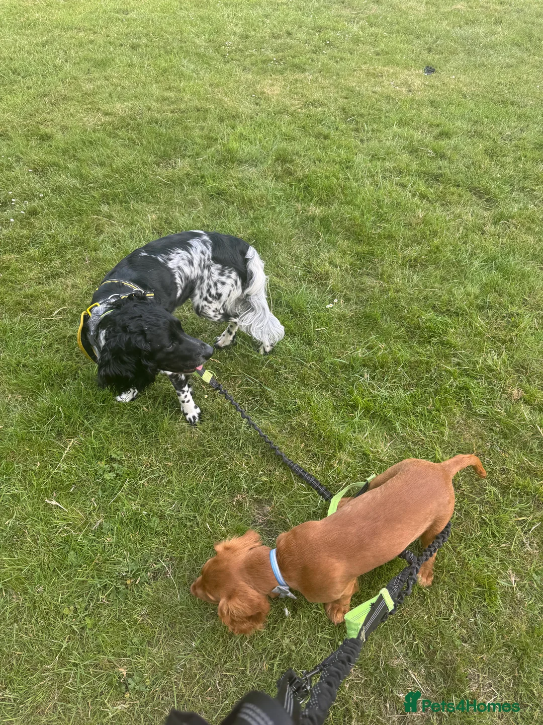 Mixed Breed dogs for sale: Sprocker litter in Bristol - Advert 5