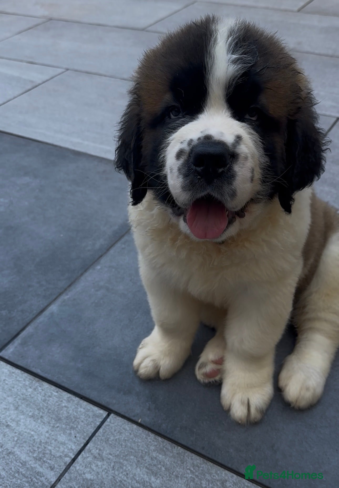 Saint Bernard dogs Exceptional litter of show quality pups  - Advert 14