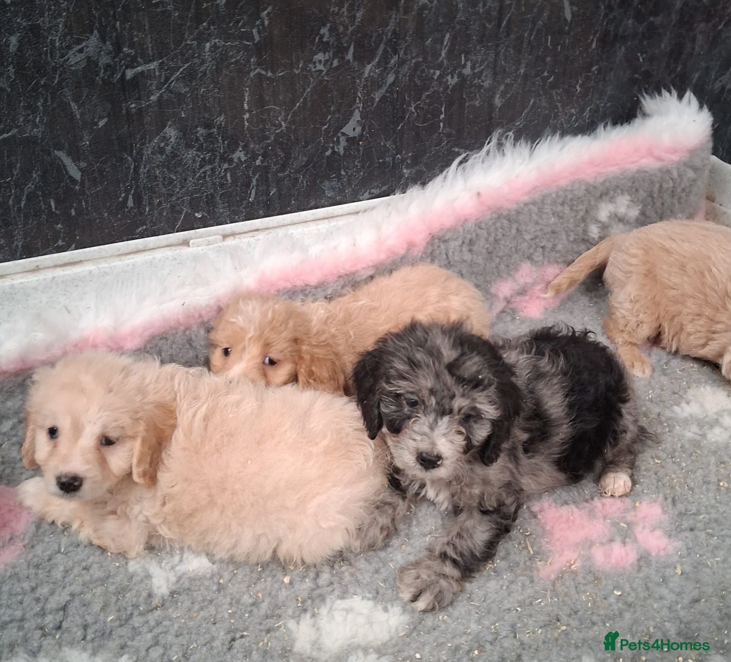 Cockapoo dogs Beautiful cockerpoos for sale - Advert 1