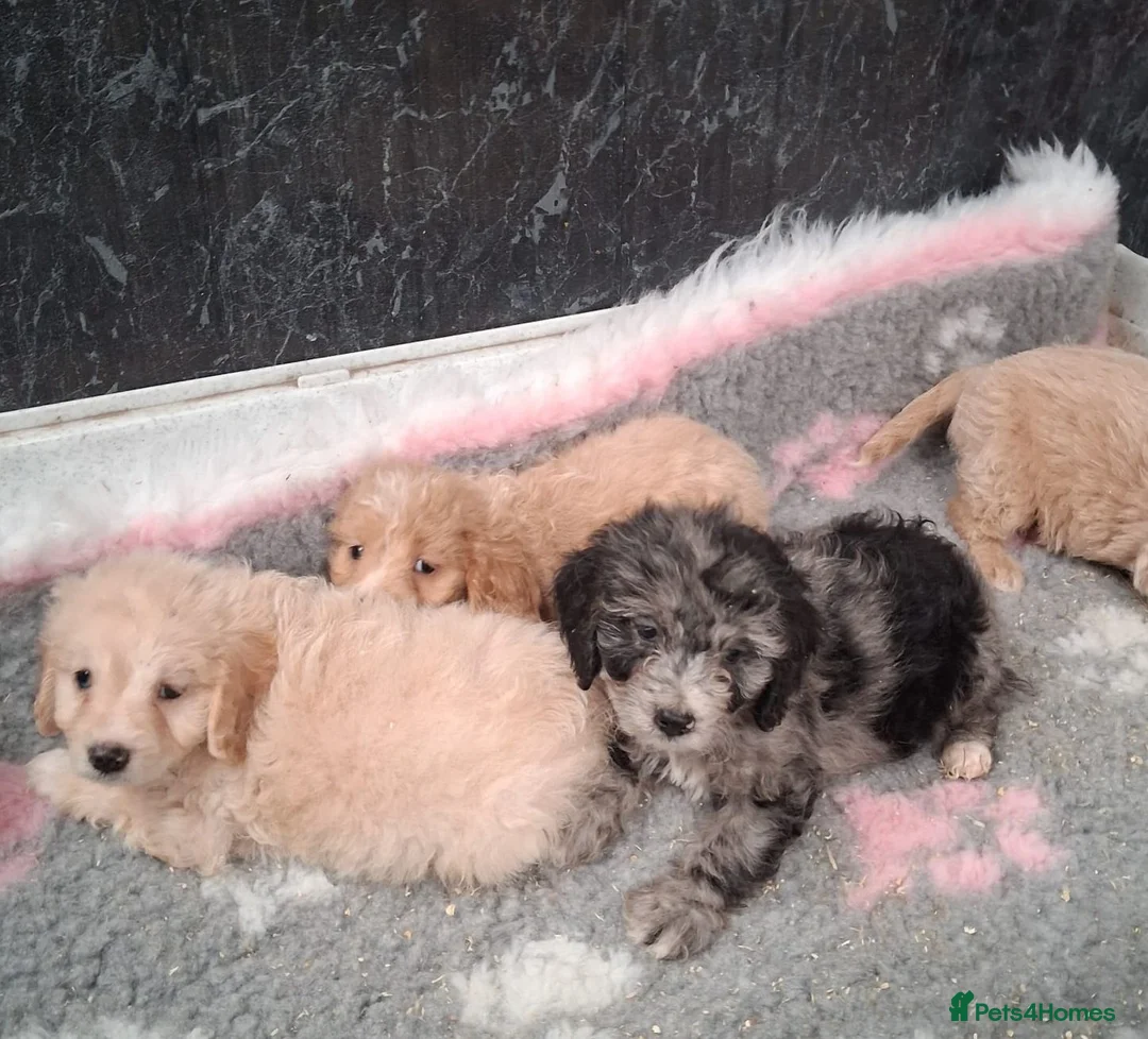 Cockapoo dogs for sale: Beautiful cockerpoos for sale - Advert 1