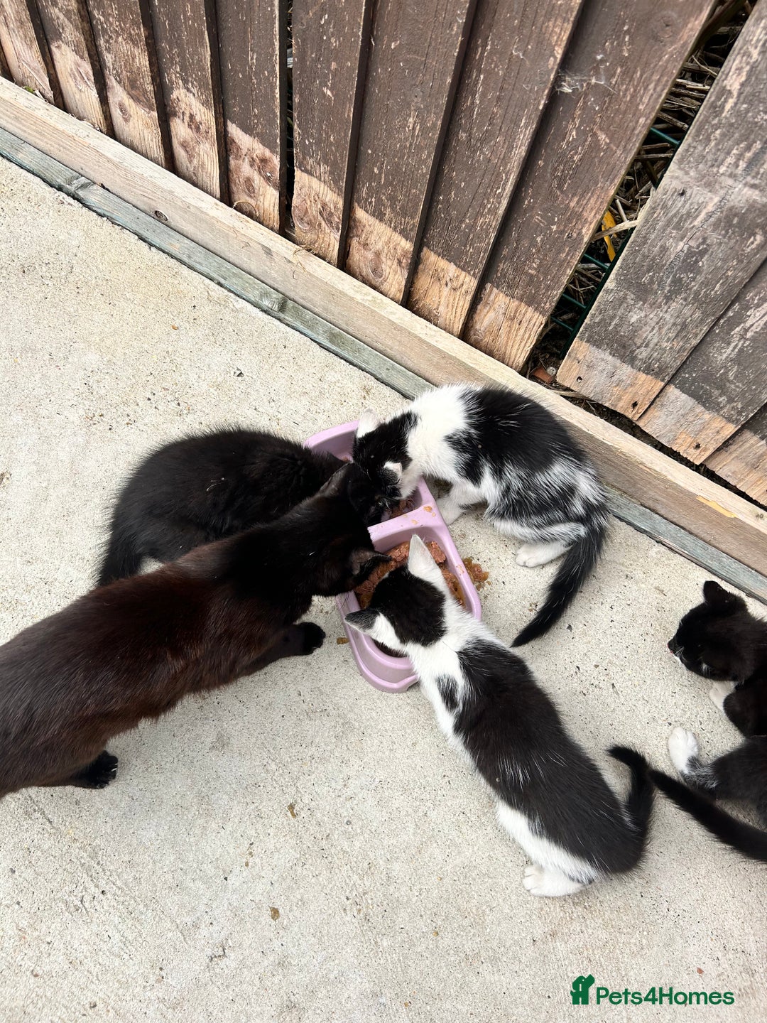 British Shorthair cats for sale: British short haired kittens - Image 10