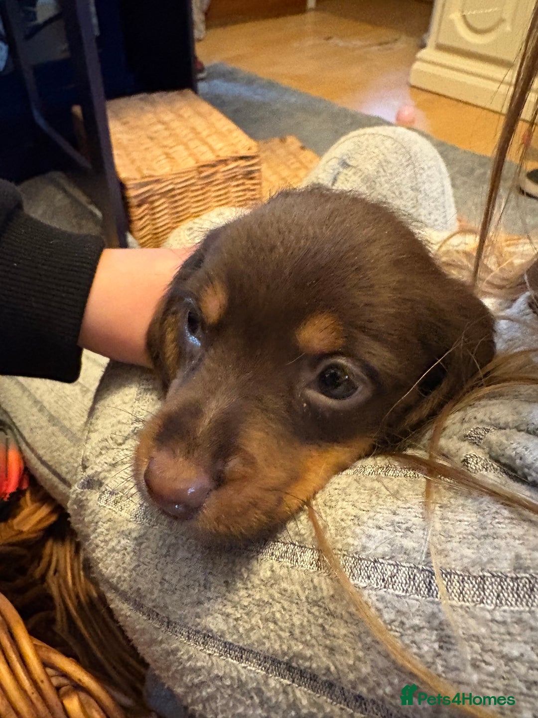 Mixed Breed dogs for sale: Beautiful Dorkie pups - Advert 7