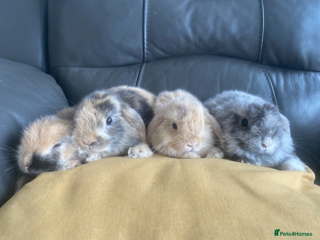 Mini Lop rabbits for sale: Mini lops including harlequins - Advert 1