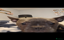 French Bulldog dogs for sale: 5 month old blue&tan brindle female frenchie - Advert 7