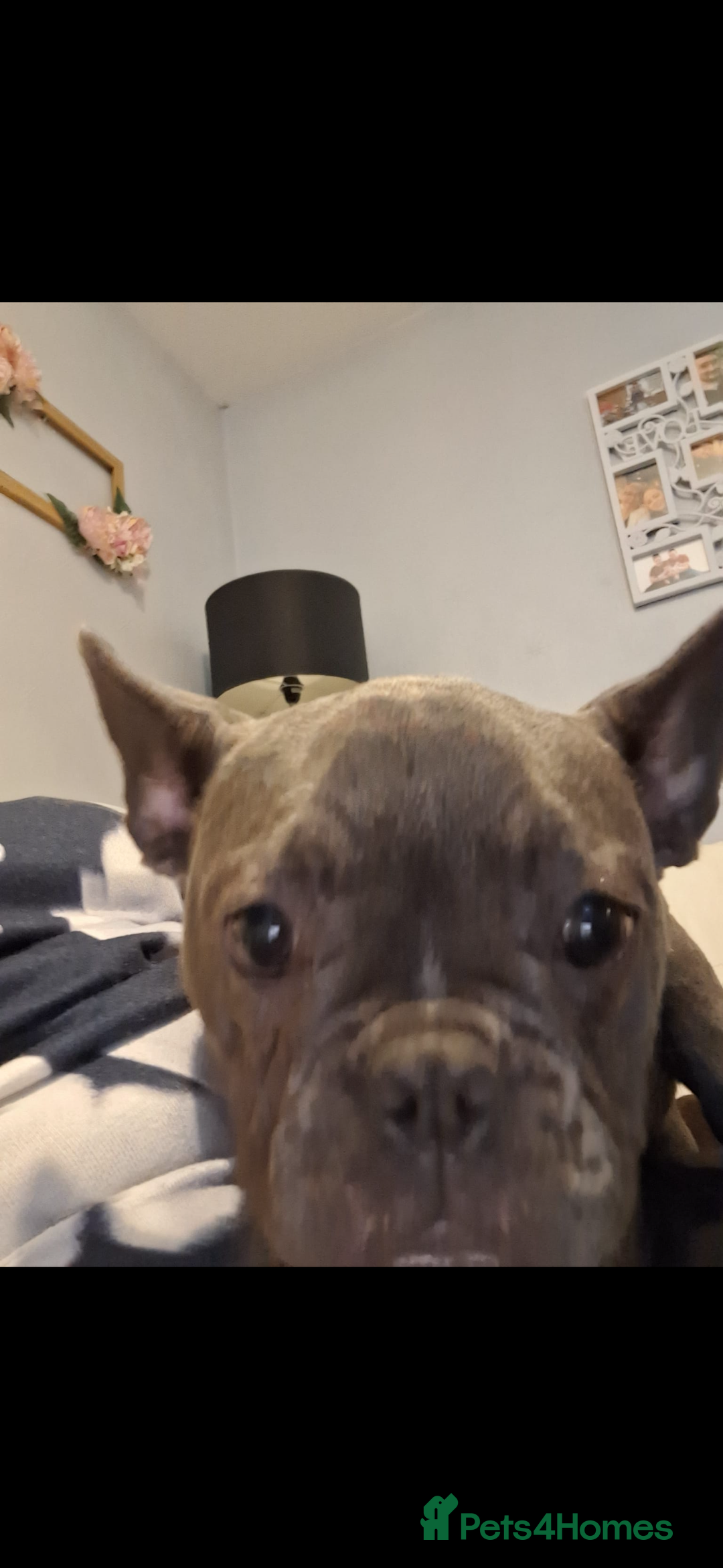 French Bulldog dogs for sale: 5 month old blue&tan brindle female frenchie - Advert 7