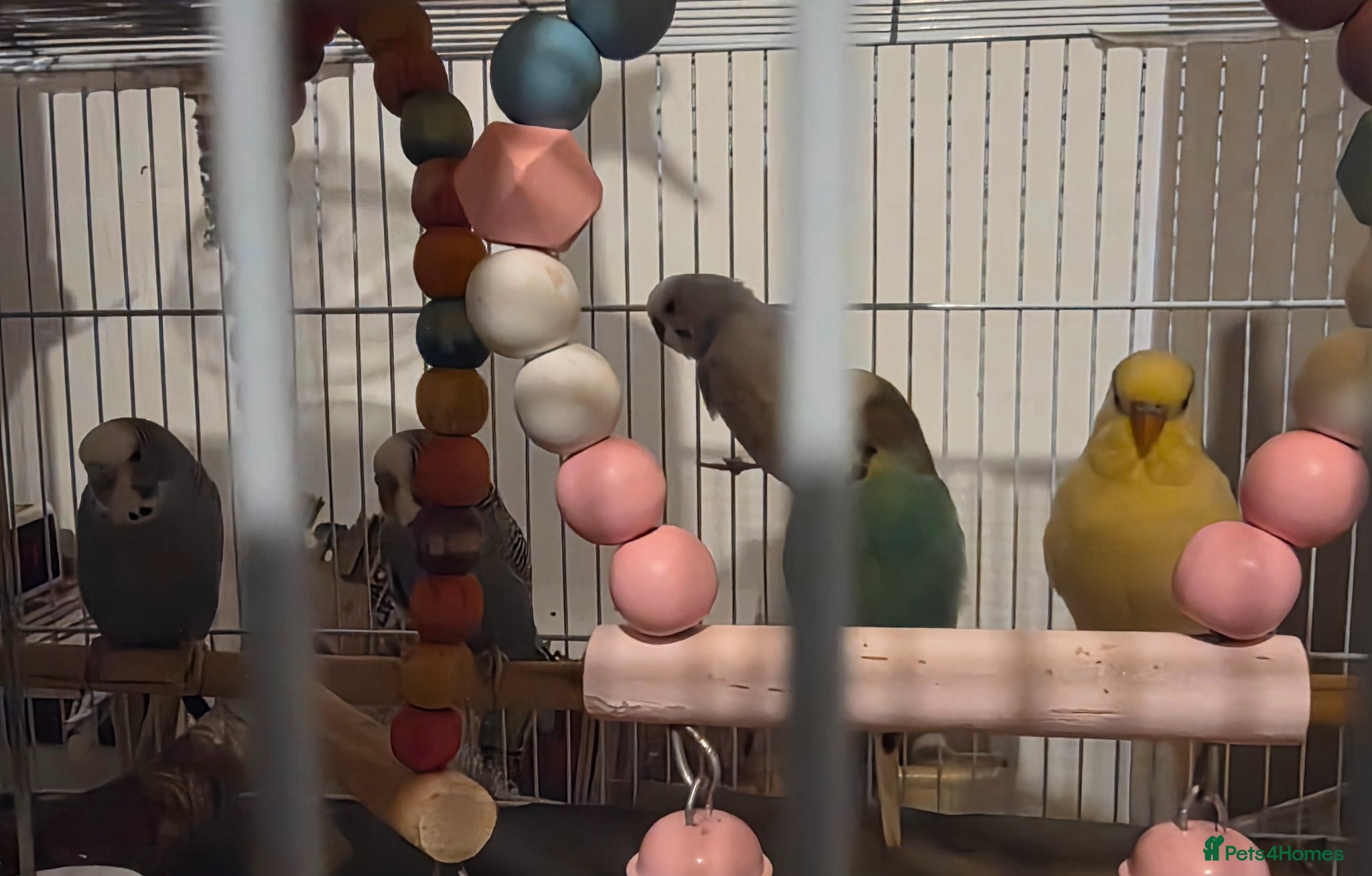 Budgerigars birds Budgies for sale - Advert 2