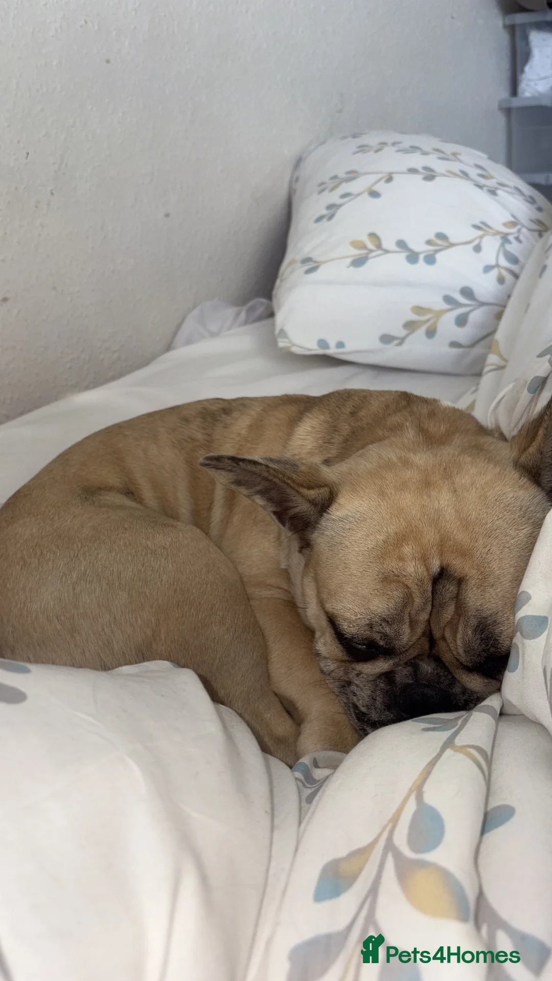 French Bulldog dogs for sale: Fawn Merle French Bulldog in High Wycombe - Advert 2