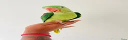 Parrots birds for sale: Hand Reared Alexandrine for sale  - Advert 8