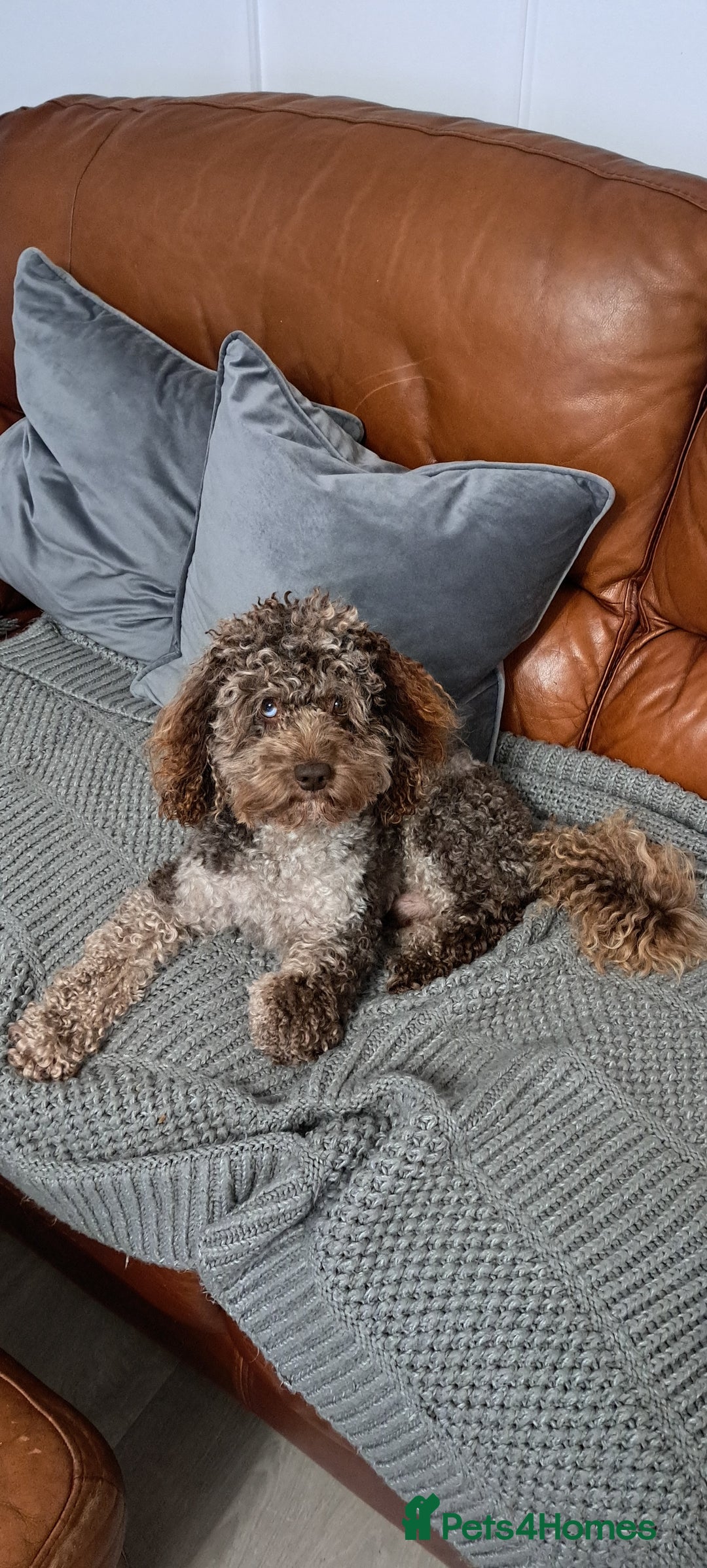 Poodle dogs for stud: cockapoo stud merle health tested, proven  in Bristol - Advert 14