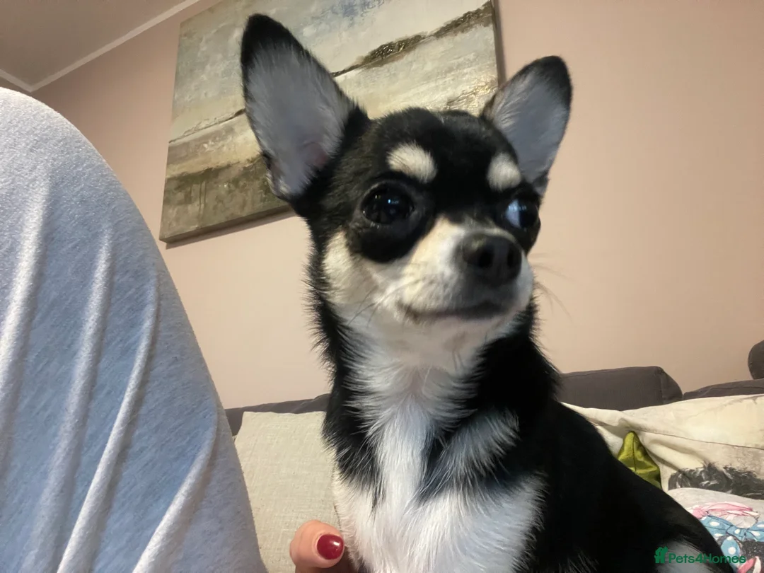 Chihuahua dogs for sale: Proven Chihuahua Pair–Male KC registered & Female - Advert 3