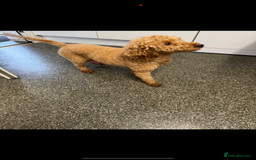 Cockapoo dogs for sale: ready now F1 cockerpoos - Image 2