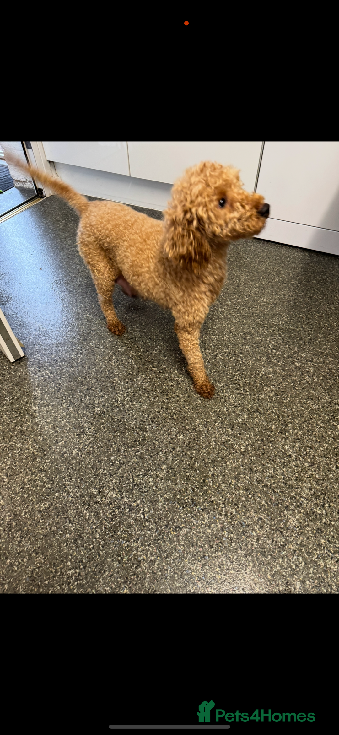 Cockapoo dogs for sale: ready now F1 cockerpoos - Image 2