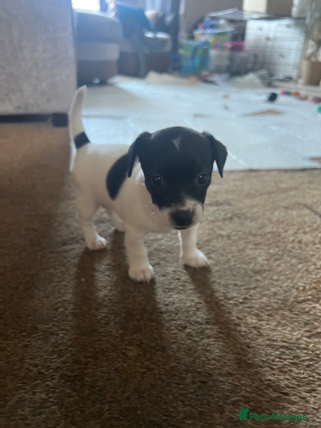 Jack Russell dogs for sale: Jack Russel puppies  - Image 18