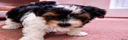 Biewer Terrier dogs for sale: Biewer Yorkshire Terrier Puppies 2 Girls, 2 Boys  - Advert 4