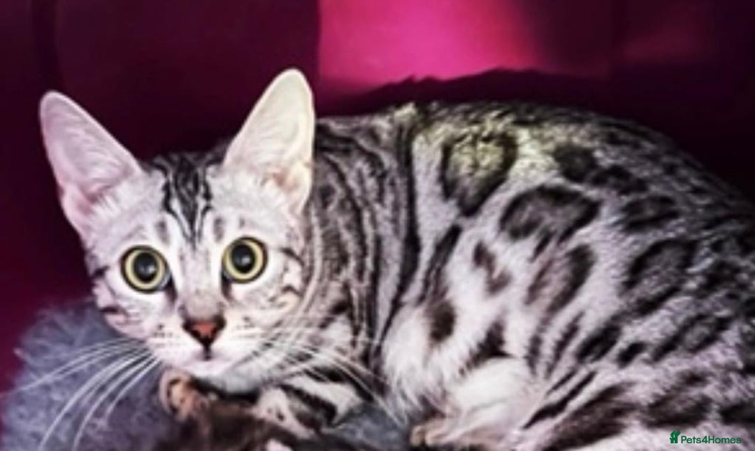 Bengal cats for sale: 💎💎💎 Luxury Bengal Kittens Available  - Image 15