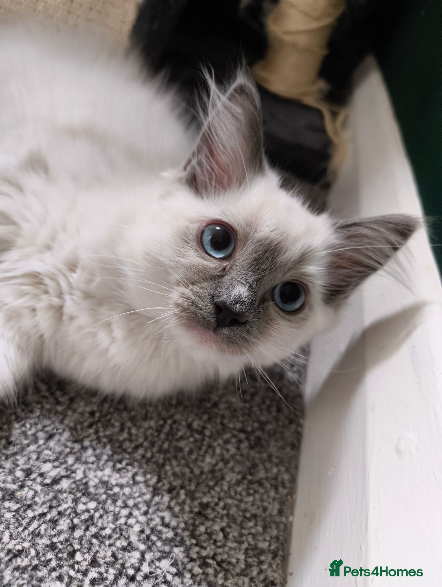 Ragdoll cats Chunky Female Mitted Ragdoll Kitten – Ready Now 🩷 - Advert 3