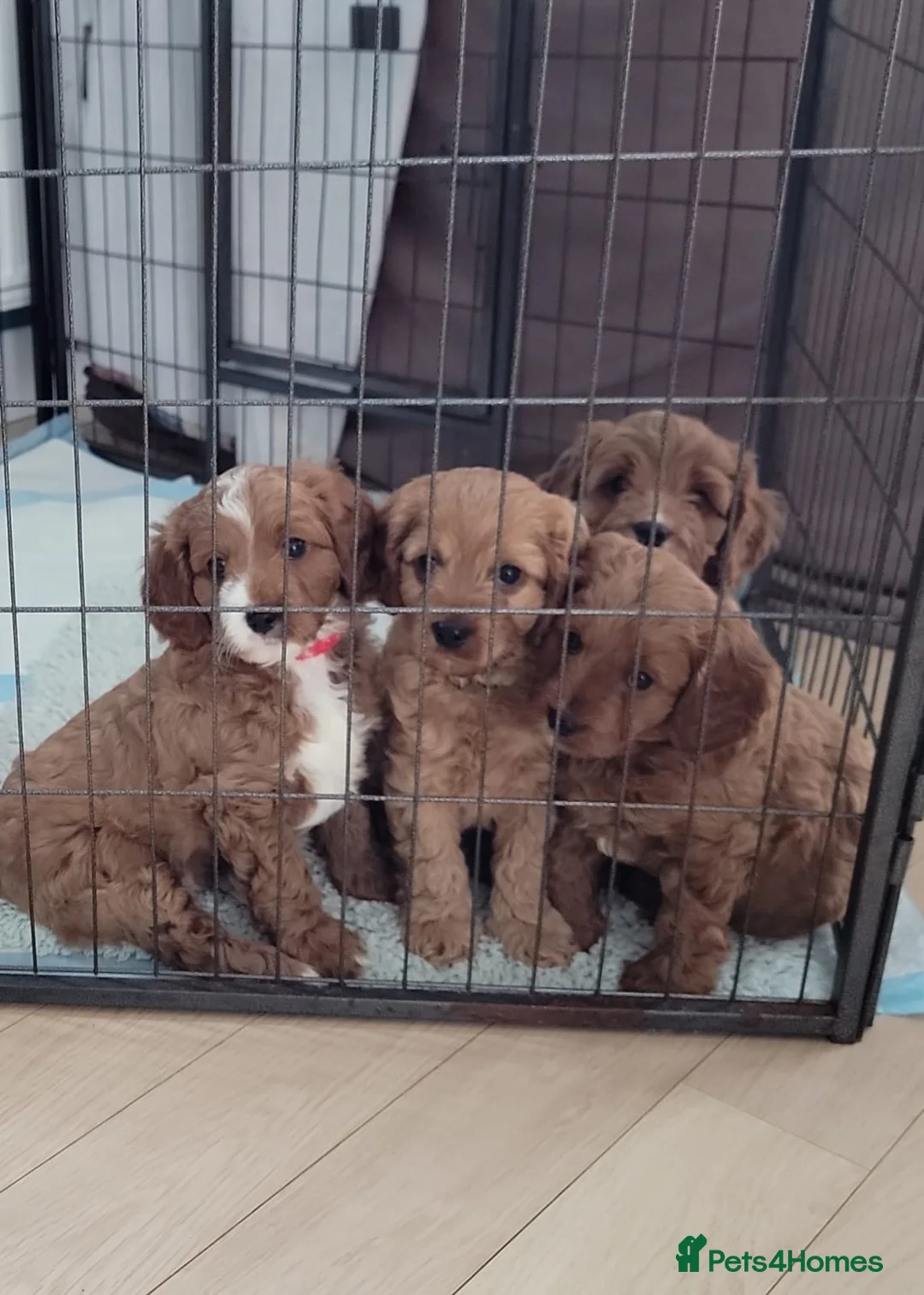 Cavapoo dogs for sale: F1 Cavapoo - Advert 1