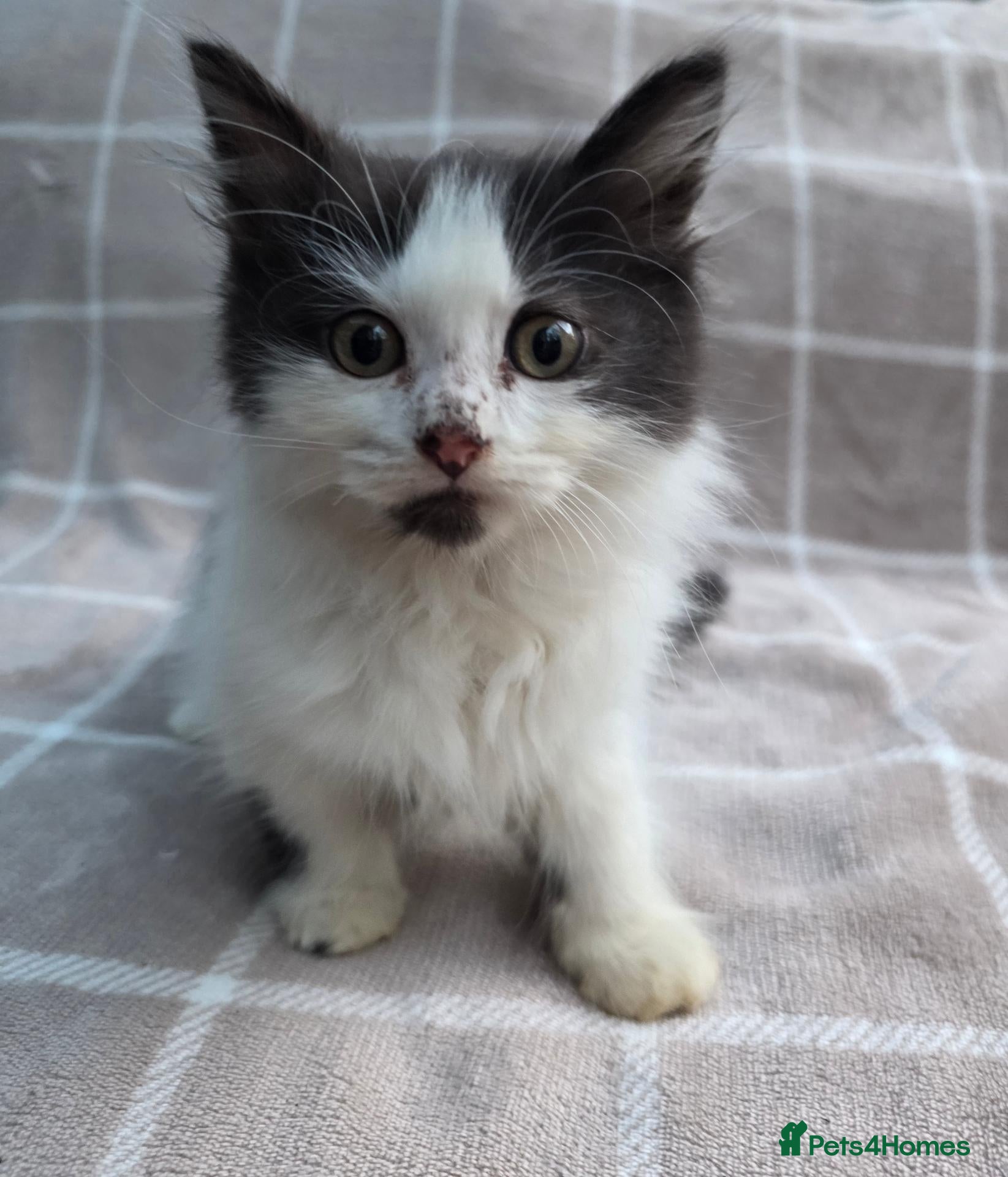 Munchkin cats Beautiful Munchkin Kittens – TICA Registered Dad - Advert 2