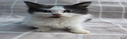 Munchkin cats for sale: Beautiful Munchkin Kittens – TICA Registered Dad - Advert 5