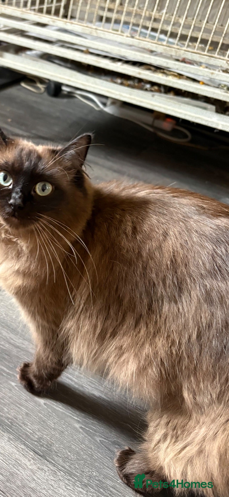 Mixed Breed cats Rag doll x macoon - Advert 1