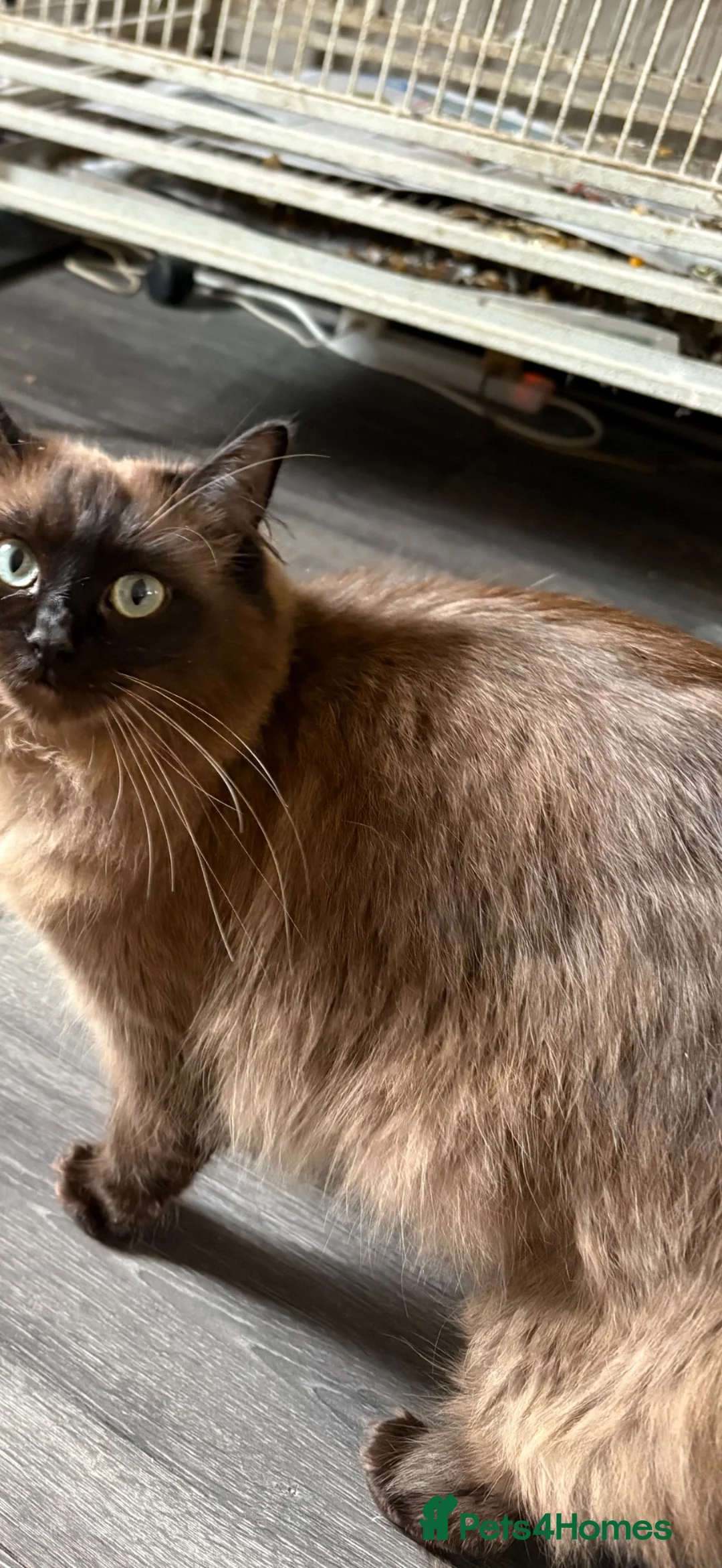 Mixed Breed cats for sale: Rag doll x macoon - Advert 1