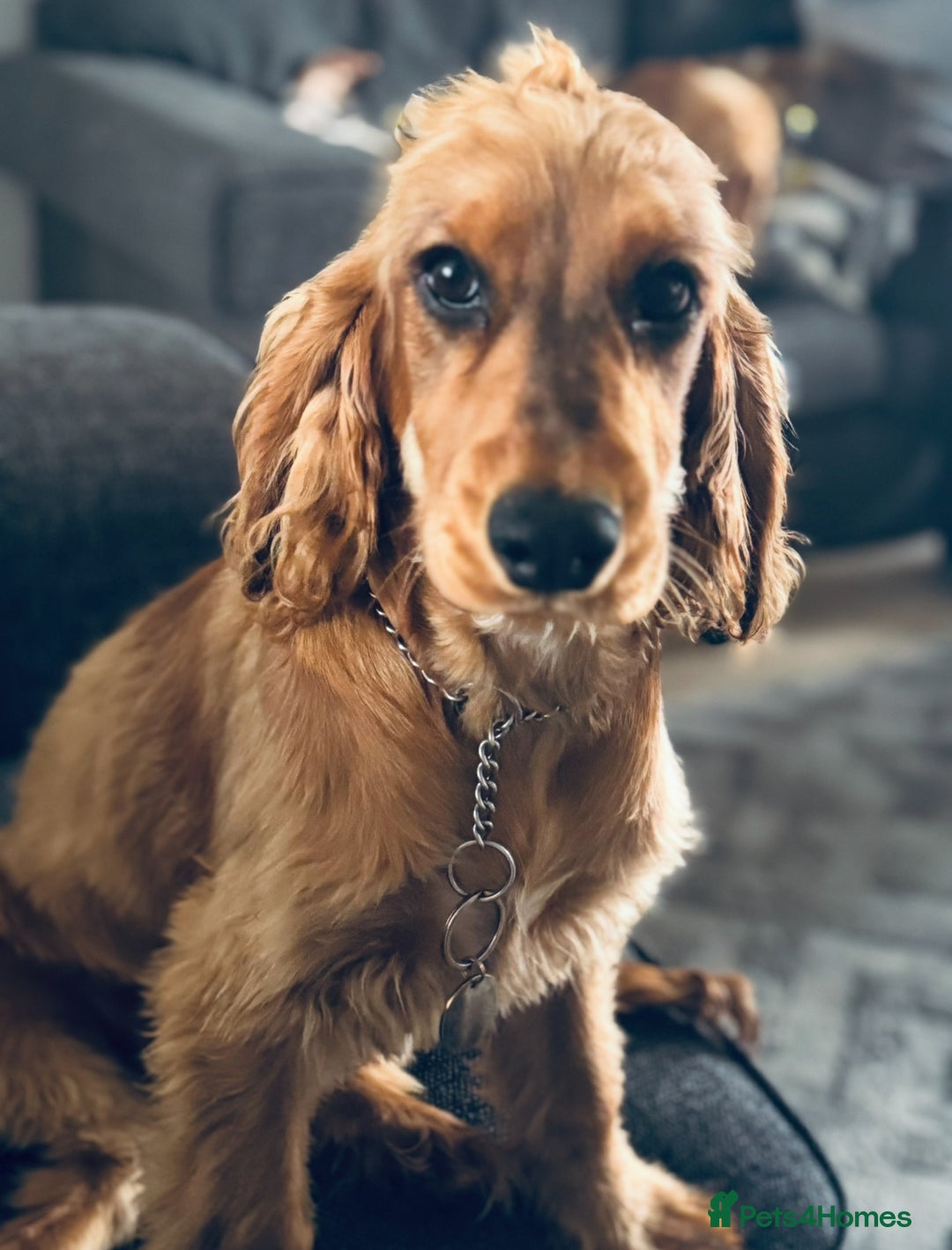 Cocker Spaniel dogs for sale: 2 x Show cocker spaniels (Red) - Image 9