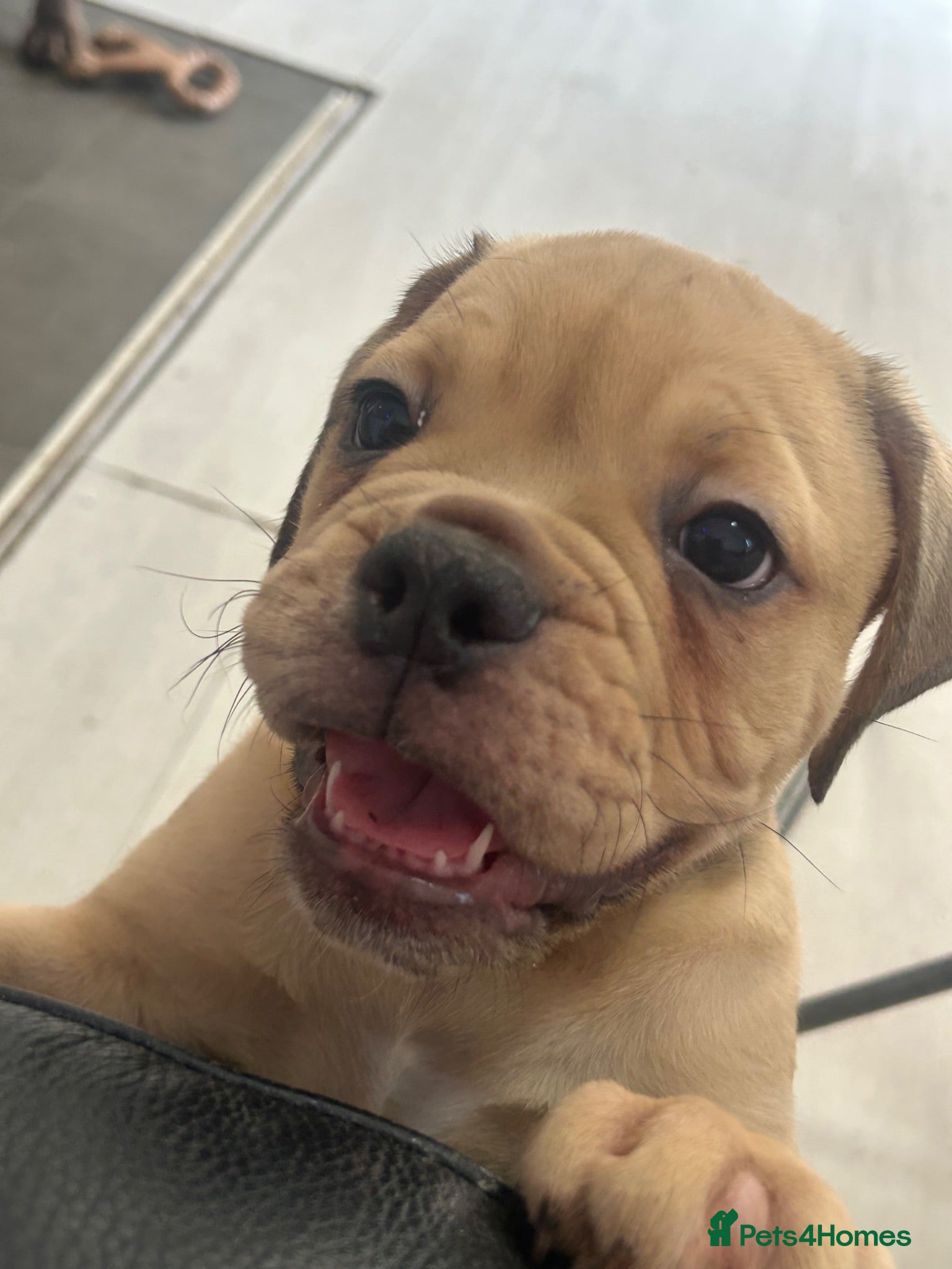 Olde English Bulldogge dogs Only two boys remaining 5star pups  ⭐️⭐️⭐️⭐️ - Advert 1