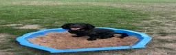 Sprocker dogs for sale: Male sprocker spaniel in South Ockendon - Advert 3