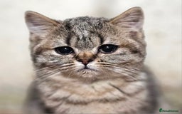 Mixed Breed cats for sale: Beautiful British Shorthair Tabby Female Kittens - Image 1