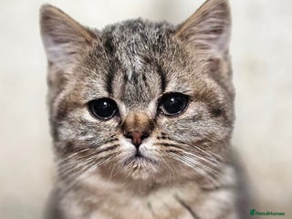 Mixed Breed cats - Advert 8