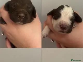 Cocker Spaniel dogs Cocker Spaniel Puppies - Advert 4