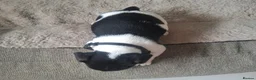 Jack Russell dogs for sale: Jack Russell pups - Advert 12
