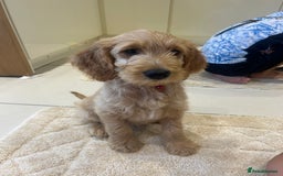 Goldendoodle dogs for sale: ⭐️ F1 Outstanding Golden Doodles ⭐️ - Image 3