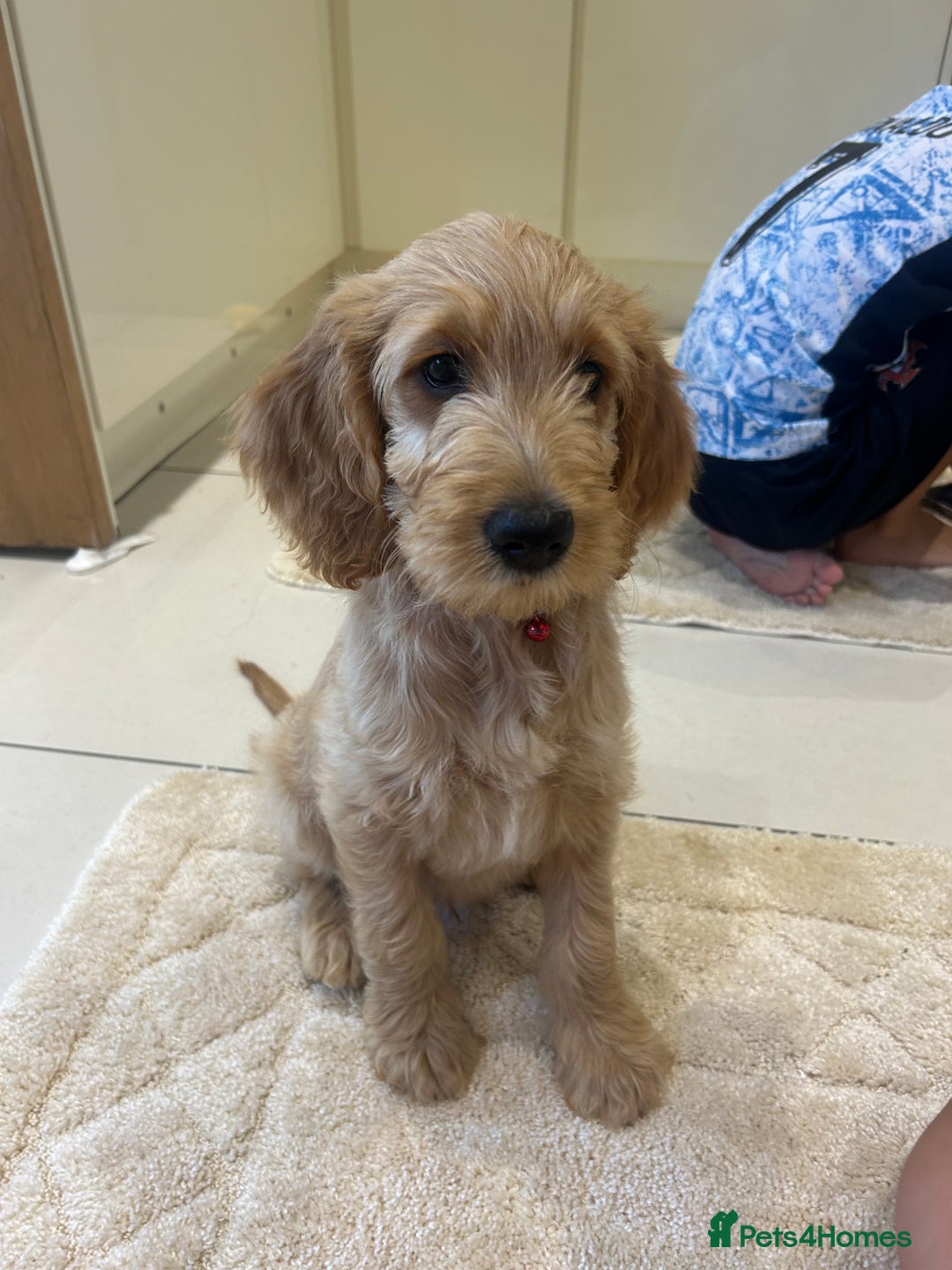Goldendoodle dogs for sale: ⭐️ F1 Outstanding Golden Doodles ⭐️ - Image 3