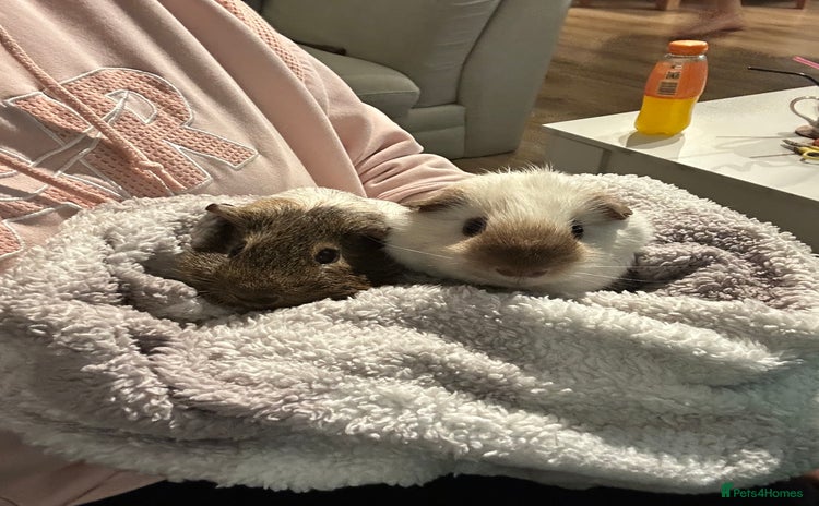 Guinea Pig rodents bonded male guinea pigs 8months  - Advert 1