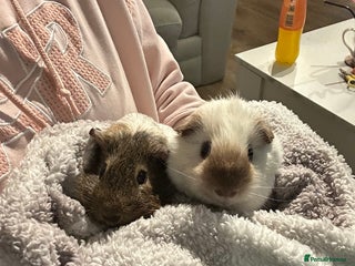 Guinea Pig rodents bonded male guinea pigs 8months - Advert 1