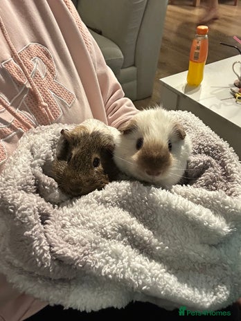 Guinea Pig rodents bonded male guinea pigs 8months - Advert 1