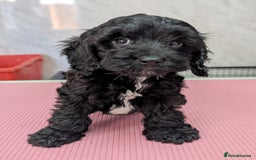 Cockapoo dogs for sale: Ready now, gorgeous health tested F1 cockapoos - Image 6