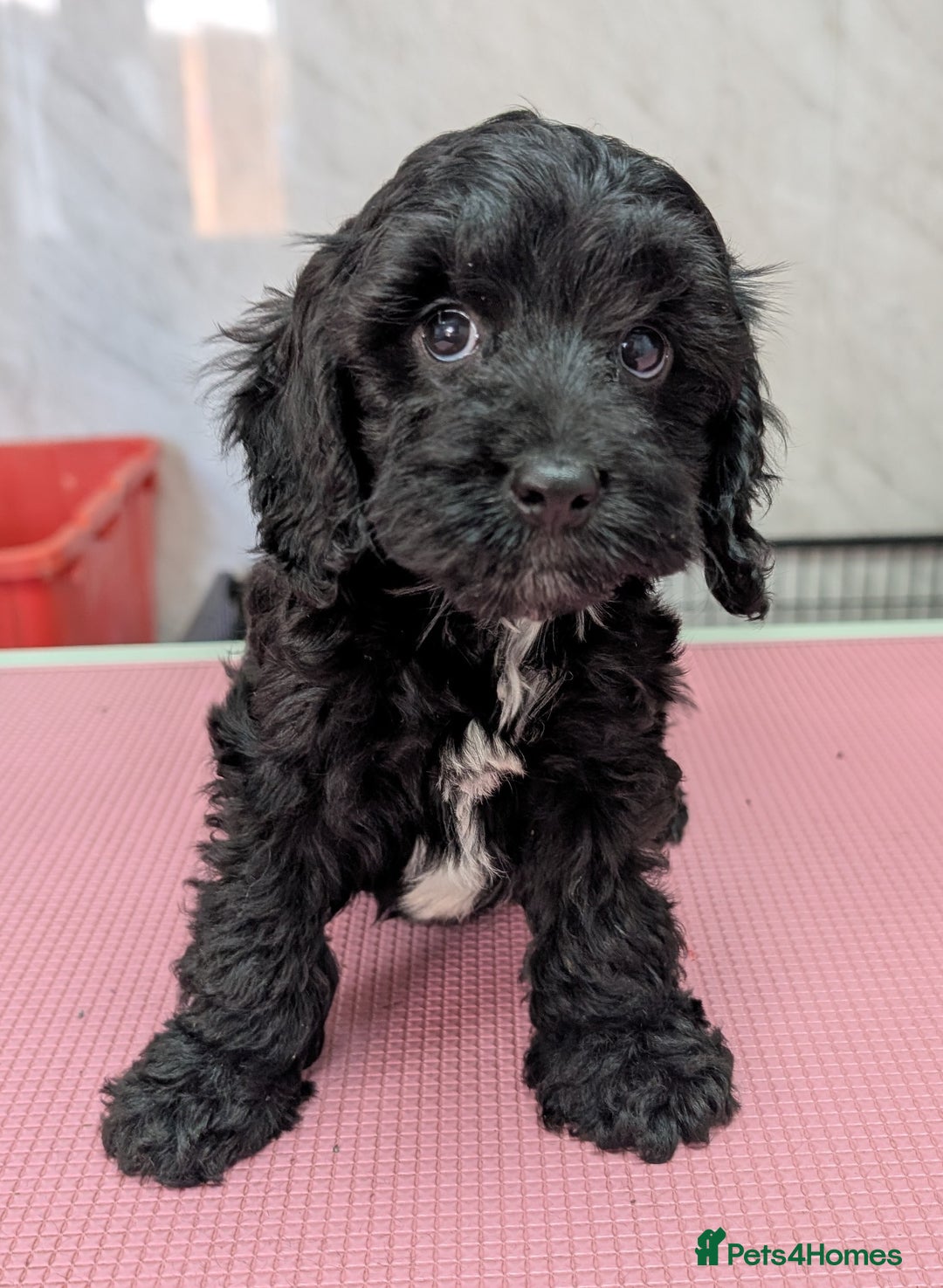 Cockapoo dogs for sale: Ready now, gorgeous health tested F1 cockapoos - Image 6
