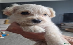 Mixed Breed dogs for sale: Westiepoo pups - Image 6