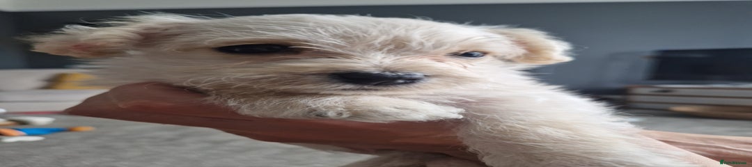 Mixed Breed Puppy 2