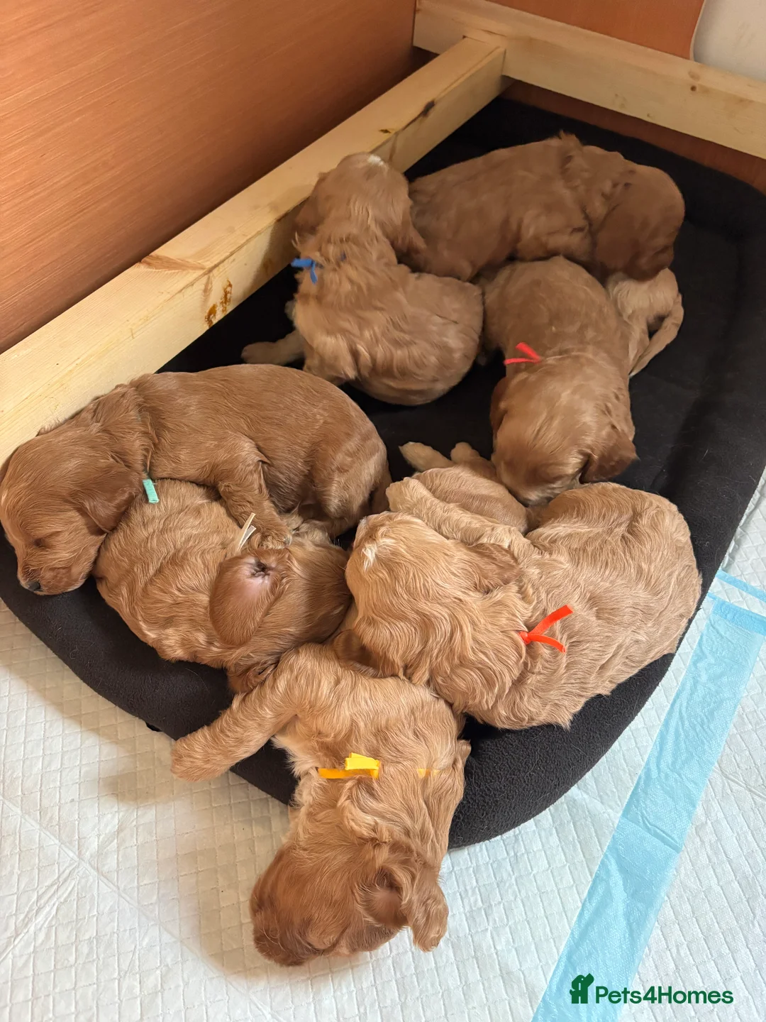 Cockapoo dogs for sale: Last F1 cockapoo boy available 💛 - Advert 8
