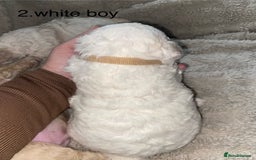 Poochon dogs for sale: F2 poochon  - Image 4