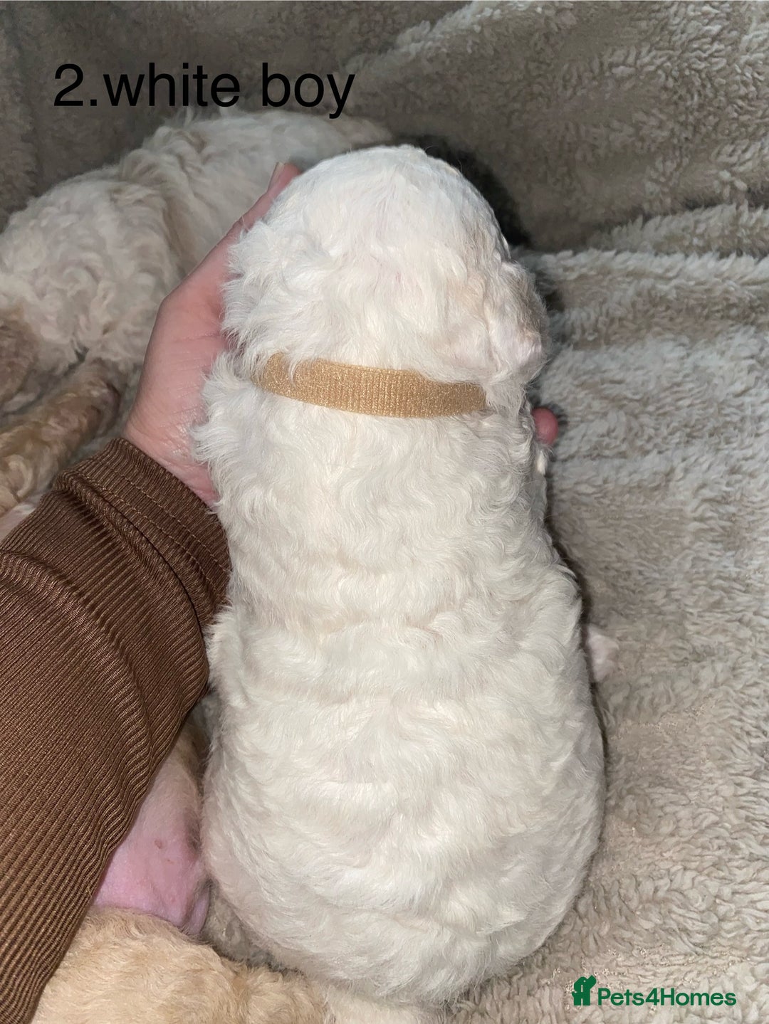 Poochon dogs for sale: F2 poochon  - Image 4