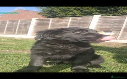 Mixed Breed dogs for sale: ✨ Gorgeous Black Golden Shepherd Puppies  - Image 11