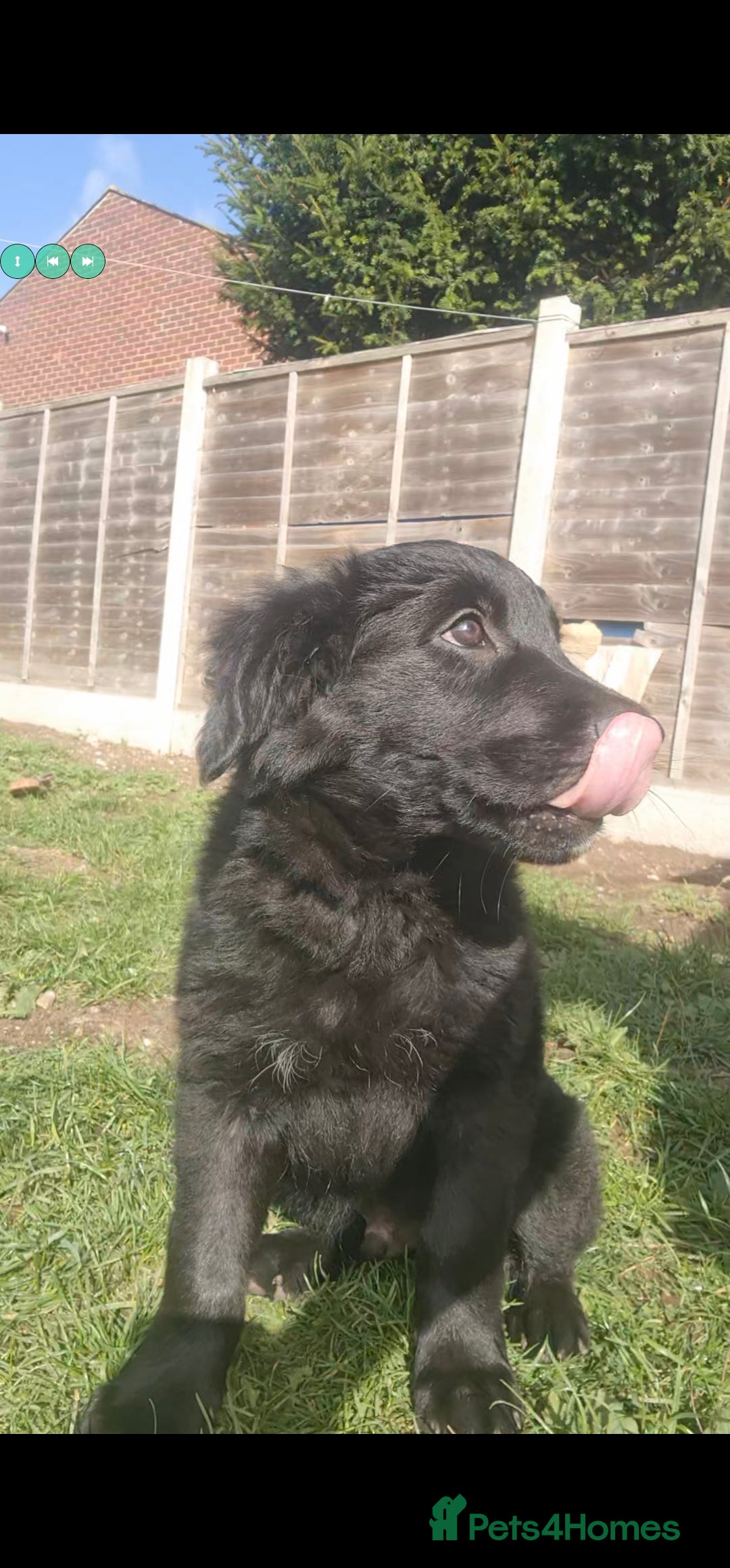 Mixed Breed dogs for sale: ✨ Gorgeous Black Golden Shepherd Puppies  - Image 11