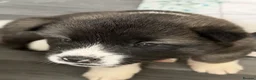 Akita dogs for sale: American Akita Puppies - Advert 35